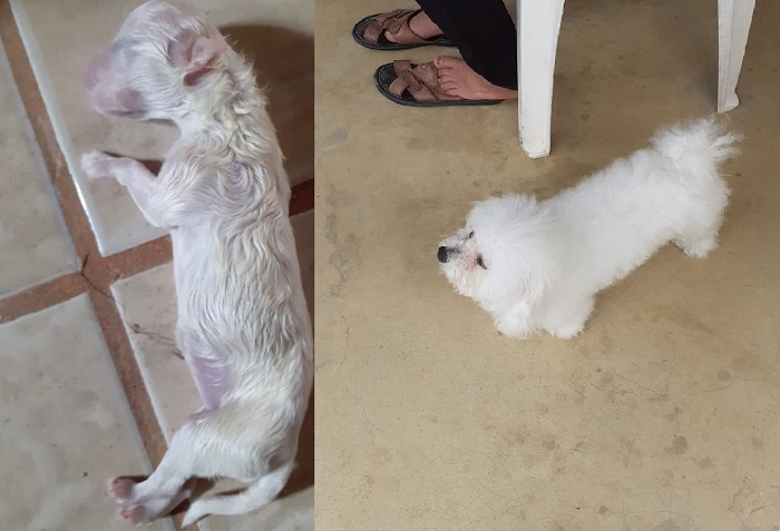 Filhote morre, Sindy se desespera, e dona procura urgente quem possa ajudar