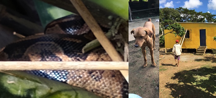 Barão some, e dono de ilha diz que cachorro foi morto por uma jiboia