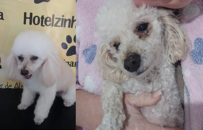 Melry: Cachorrinha idosa e que precisa de medicamentos foge no BNH. Tem recompensa
