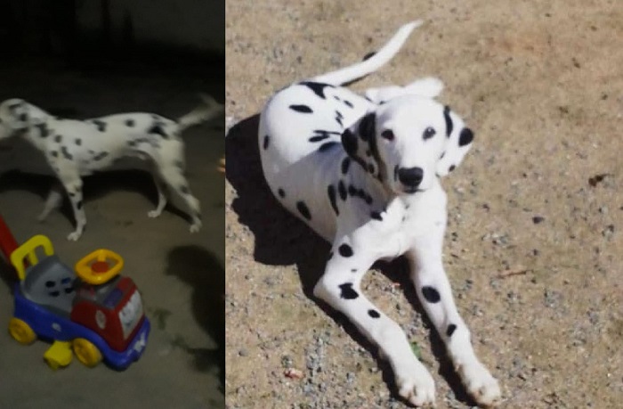 Recompensa: Téo foge no Laguna. Apegado, garotinho pede pelo amigo