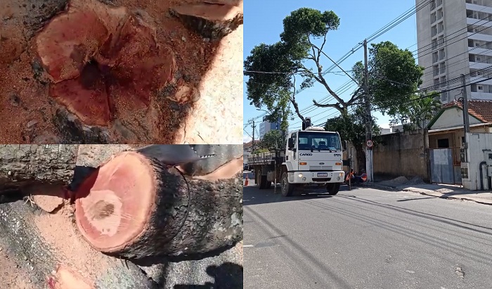 Vídeo: Árvores cinquentenárias são derrubadas no Centro de Linhares