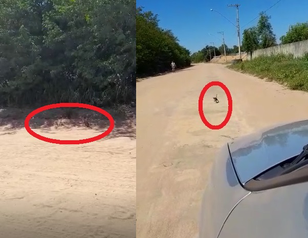 Vídeo: Gatos são abandonados na Estrada da PRL. Leitor viu tudo e se revoltou