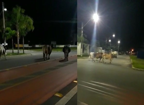 Vídeo: Entregador de lanches escapa de acidente causado por boiada em Linhares