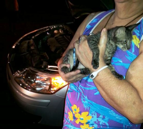 Cenas da cidade: gato dorme em motor de carro e é resgatado pelos Bombeiros