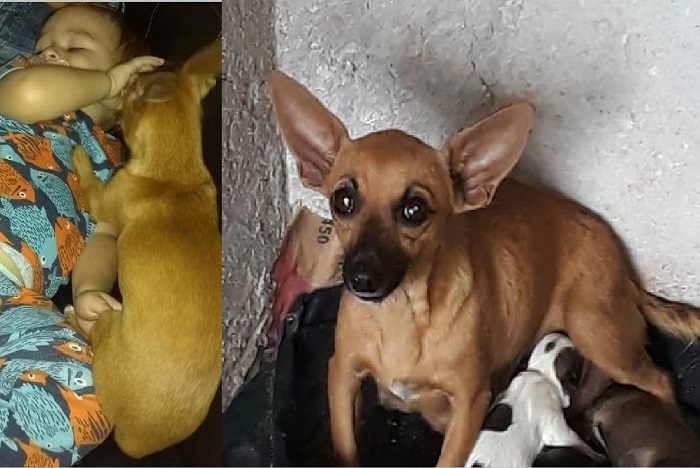 Bibi foge no Vila Betânia, e garotinho fica desolado. Tem recompensa