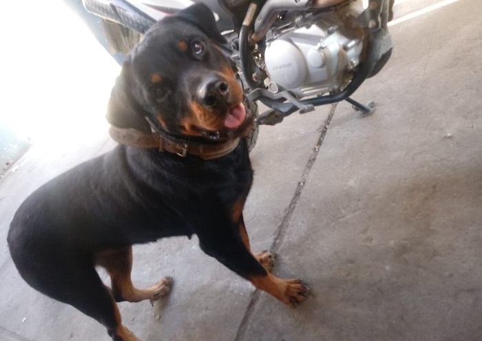 Recompensa para quem encontrar Samanta. Rottweiler fugiu no Canivete