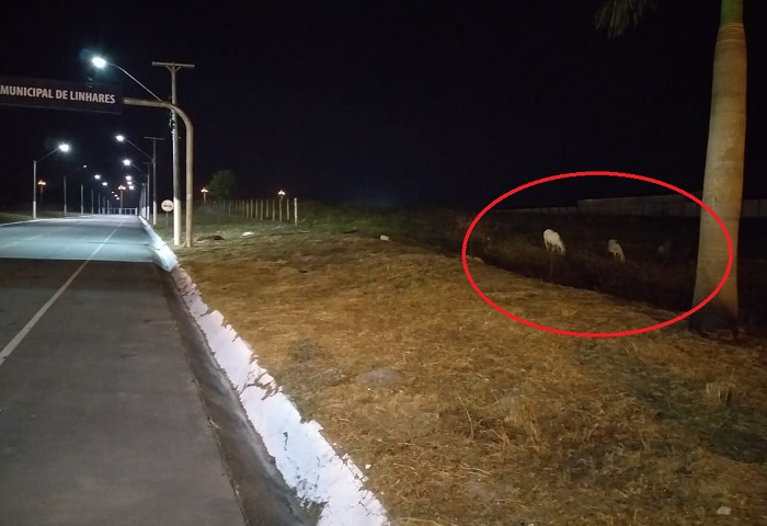 Cerca queimada “libera” animais pertinho da lateral da BR-101 em Linhares