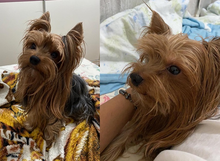 Recompensa: Chico foge no Araçá, e dona se desespera