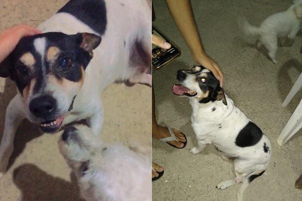 Incrível: Bob é encontrado em bairro distante do BNH