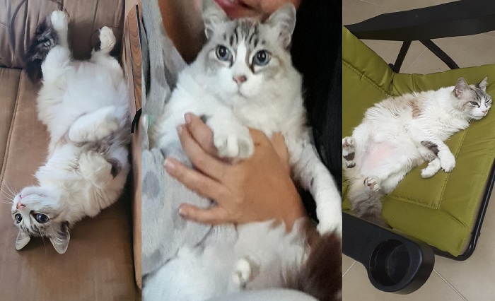 Recompensa: Mel foge no Laguna. Ela é idosa e só pode comer ração especial
