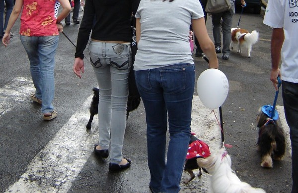 Amanhã tem desfile de cães, “cãominhada”, palestras e muito mais em Linhares