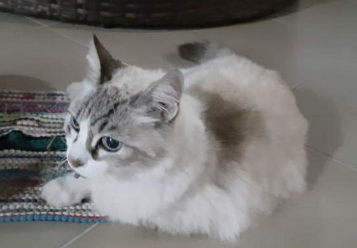 Mel: Emoção no reencontro de gatinha idosa com a dona