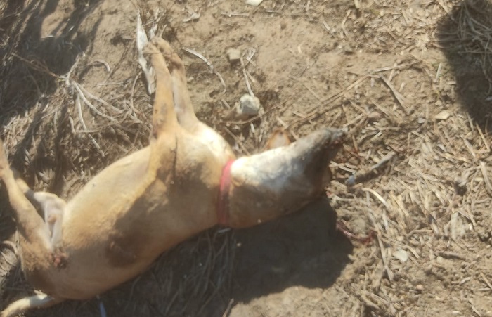 Crueldade: Cachorro é morto a tiro no interior de Linhares