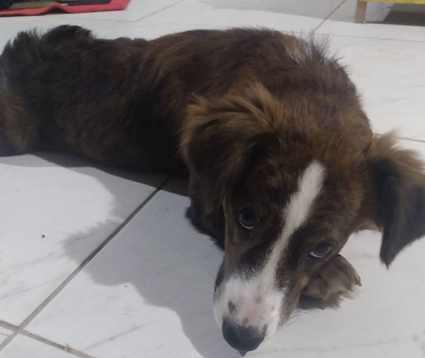Bº Aviso: Irmãs de 3 e 8 anos choram de saudade de Fred. Tem recompensa