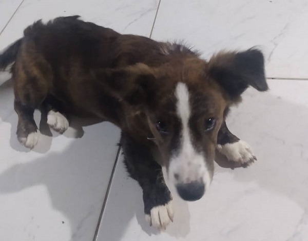 Leitor avisa, e donos encontram Fred perto do Sesi