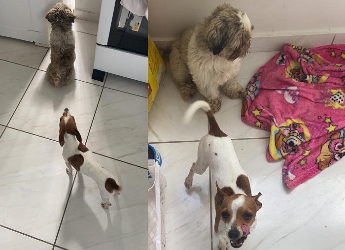 De volta! Leitor recebe recompensa e devolve Silas. Artur volta sozinho para casa
