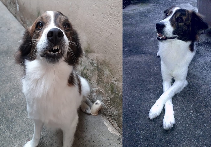 Bred foge no Canivete, e dono pede ajuda. Animal tem 7 anos