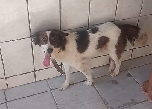 Bred é encontrado 1 hora após divulgação no Au, Au, Miau