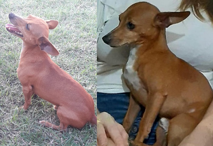 Tem recompensa: Tico foge no Lagoa do Meio, crianças choram e pedem ajuda