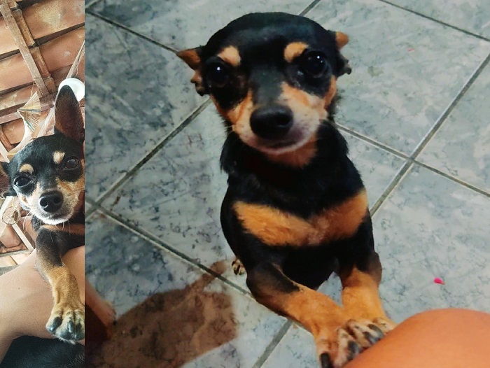 Spayk foge no Interlagos, crianças choram. Tem recompensa para quem encontra-lo