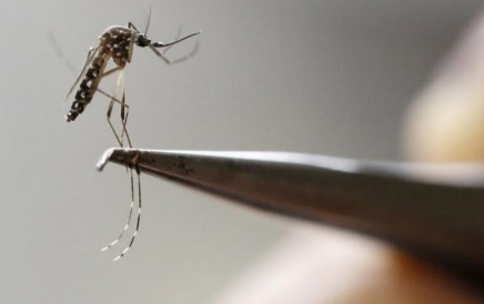 Linhares registra 182 novos casos de dengue e 25 de chikungunya em uma semana
