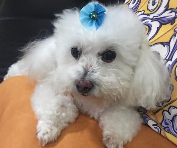 Tem recompensa: Dully, uma Poodle de 13 anos, foge no Interlagos 1