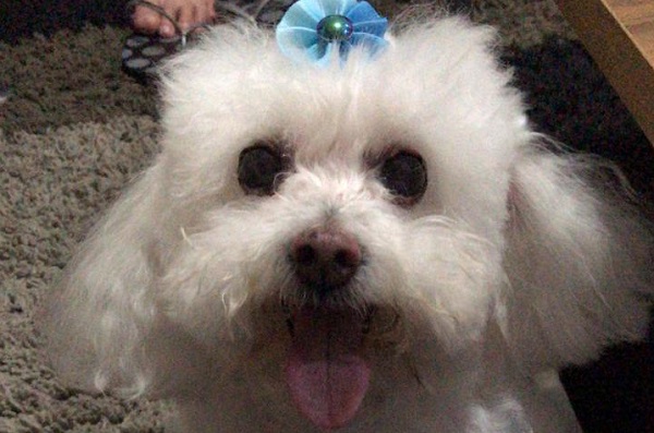 Encontrada com ajuda do Au, Au, Miau: Dully é só alegria no Interlagos