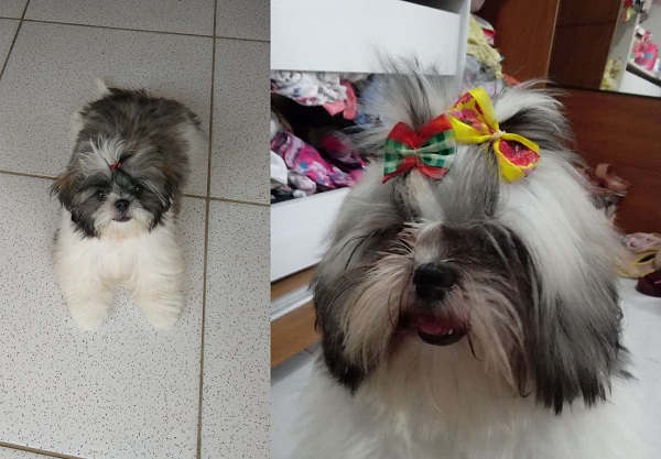 Tem recompensa: Mel foge no Santa Cruz, 3 crianças estão desesperadas