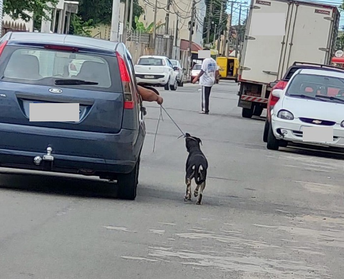 Ocupante de carro leva cachorro de maneira curiosa pelas ruas do Interlagos