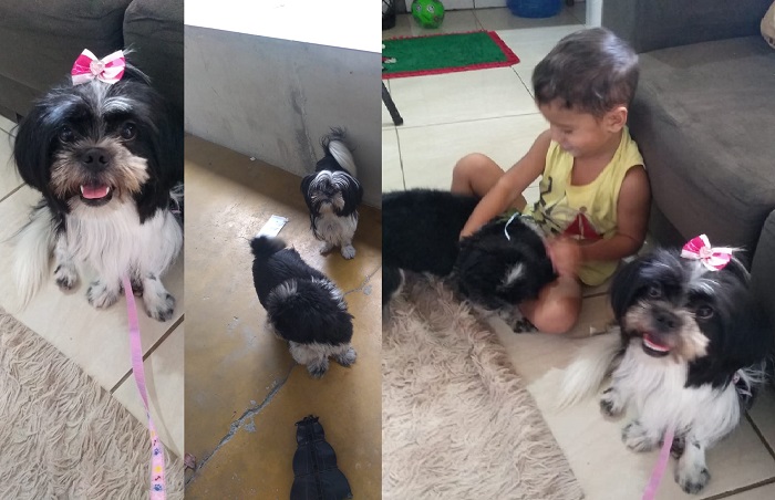 Tem recompensa: Casal de Shitzu foge no Interlagos. Garotinho da foto é só tristeza