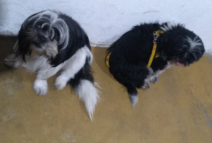 Olha os dois aí! “Nem quiseram recompensa, amam animais”, diz leitor