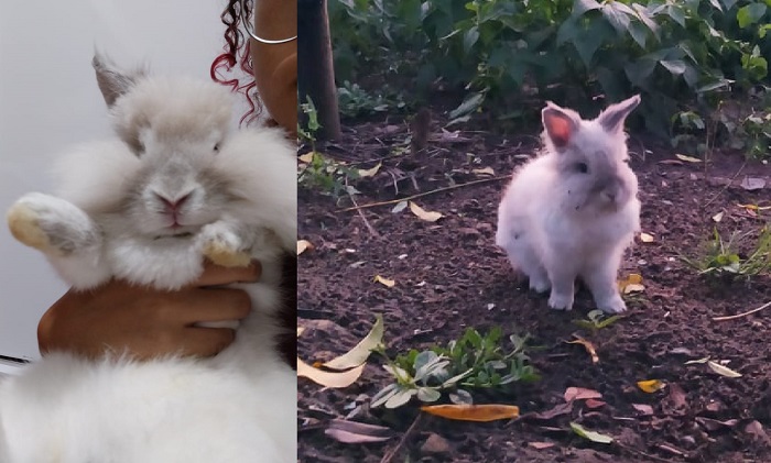 Tem recompensa: Coelhinho Pipoca foge no Centro, e menino de 5 anos se desespera