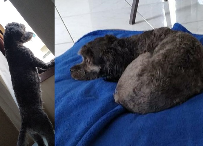 Tem recompensa: Sury foge no Shell, e garotinho de 11 anos está desolado