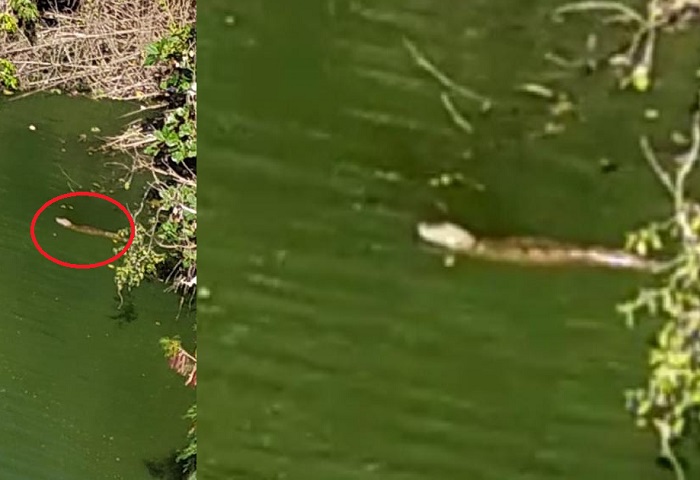 Vídeo: Leitor flagra jacaré em lagoa de Linhares