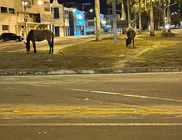 Cavalos se alimentam no canteiro de trevo da BR-101 em Linhares