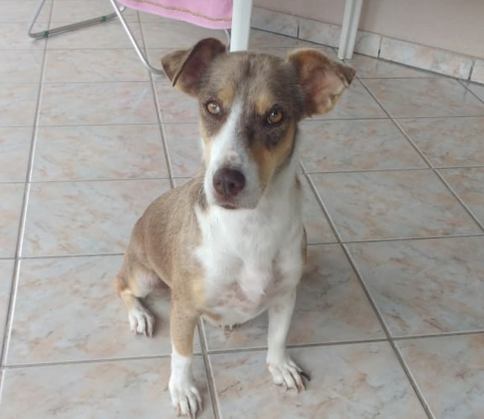 Pomerana se desespera com fogos e foge perto da Faceli