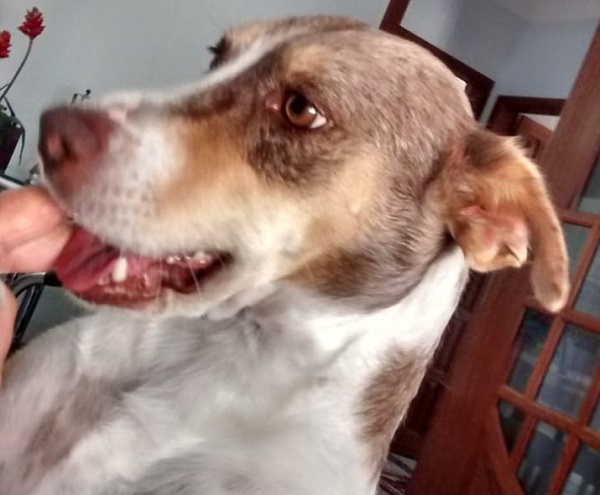 Olha ela aí! Pomerana já está de volta ao aconchego do lar
