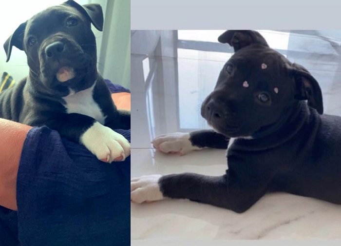 Sumiço de filhote de America Starfforshire Terrier vira caso de detetive em Linhares