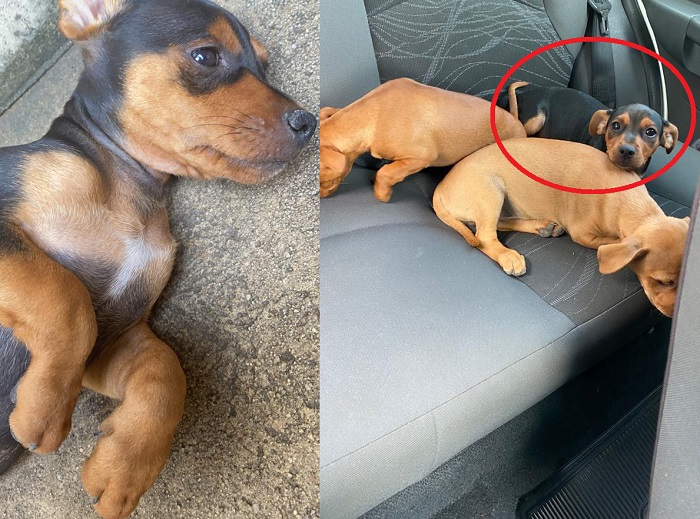 Recompensa para quem encontrar Thor. Fugiu no Laguna