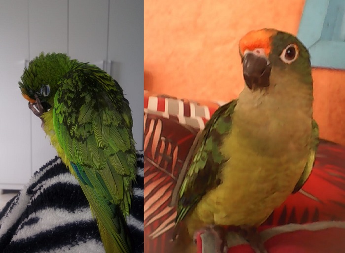 Tem recompensa: Lolo foge no Interlagos, e dono nem consegue mais dormir