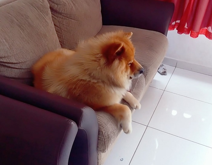 Ele está de volta! Dante é encontrado após divulgação no Au Au Miau e mobilização comunitária