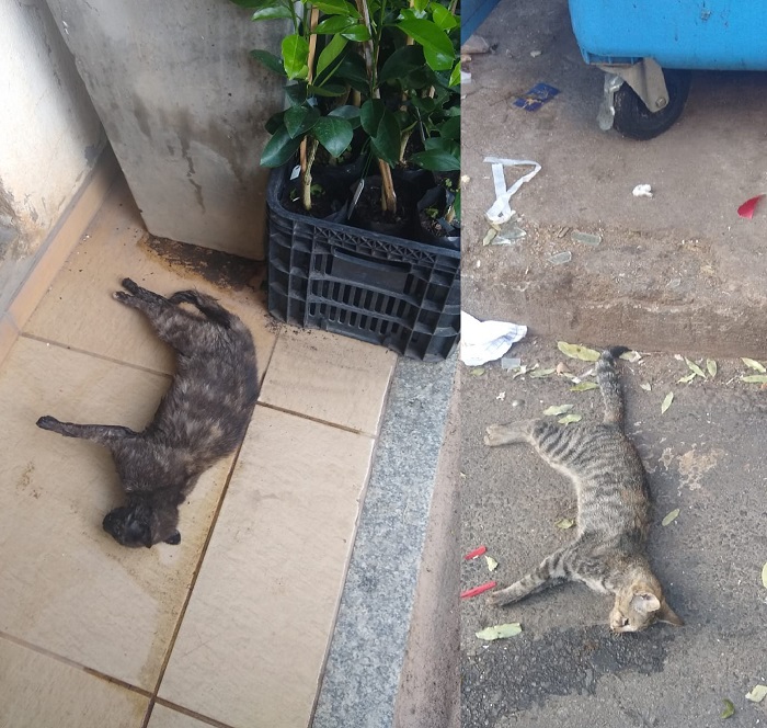 Maldade: Gatos são envenenados no Centro de Linhares