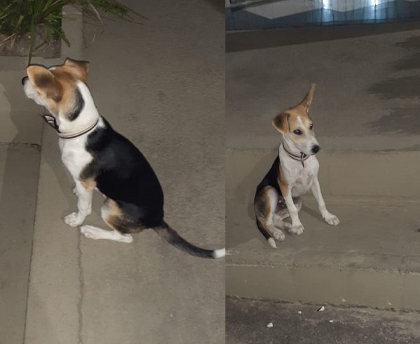 Cachorrinho com coleira aparece na 16ª Delegacia Regional de Linhares
