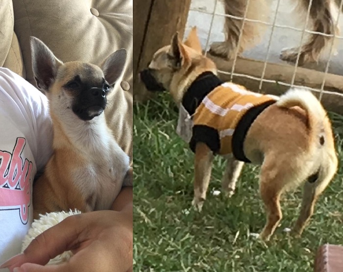Paga recompensa: Skye foge no Interlagos e garotinha de 5 anos não para de chorar
