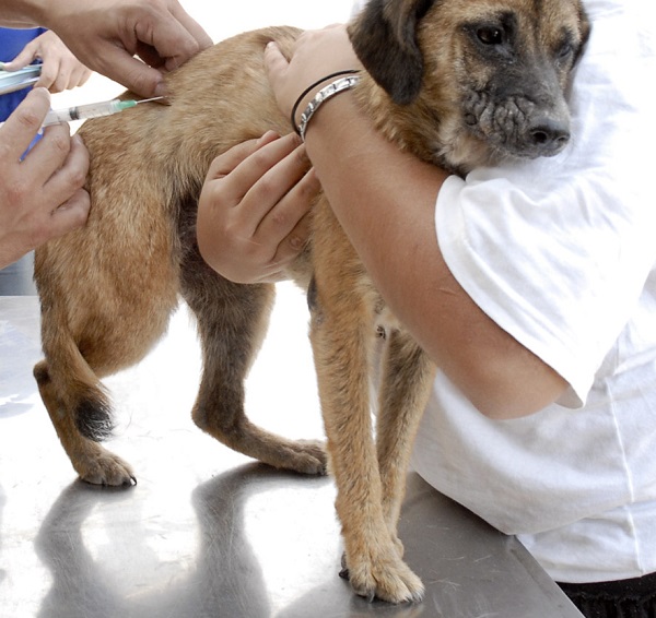 Raiva animal: Detalhes da vacinação na Bagueira e Humaitá