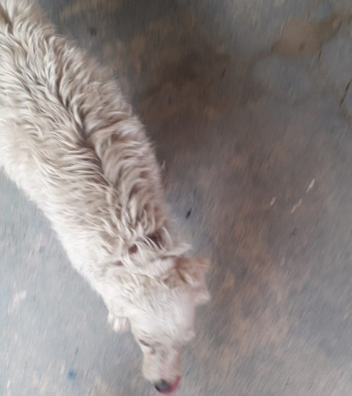 Teka: Poodle é encontrada e alegria é total no Nova Esperança