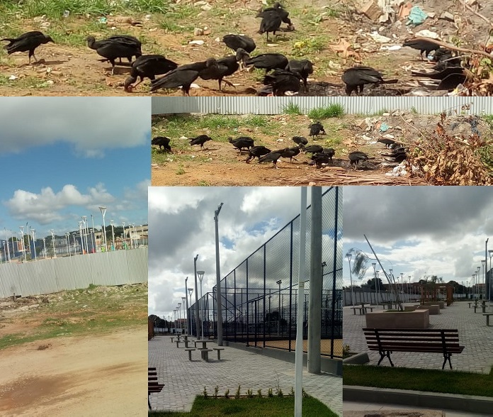 Vídeo: Urubuzada toma conta de lixão ao lado de praça que será inaugurada em Linhares