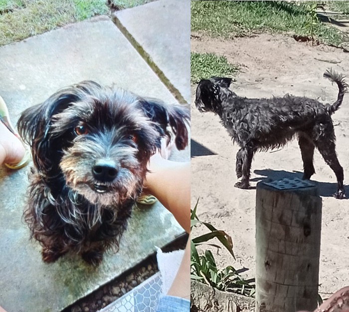Mônica: Família paga recompensa para quem encontrar cachorrinha no Conceição