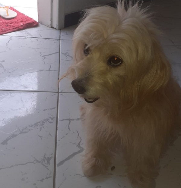 Leitora reconhece Pandora no Au Au Miau e avisa dona: “Chorei quando a chamei e era veio correndo”, contou
