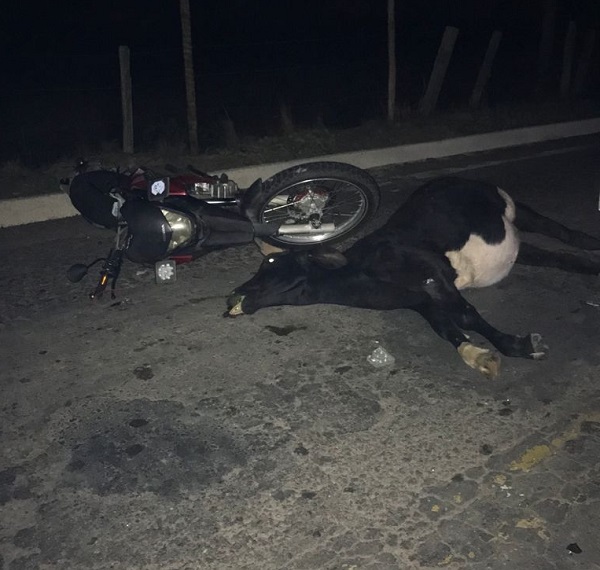 Vaca morre e motociclista fica em estado grave em acidente na Roberto Calmon